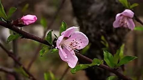 陰桃花 意思|何為「陰」桃花～及發生原因，注意事項！